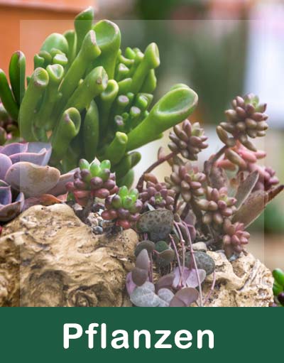 Terrarien Terrarien